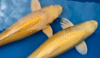 錦鯉 山吹黄金 | 生きものカタログ | ノーザンみしま